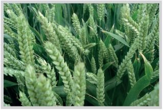 Мукомольные свойства пшеницы